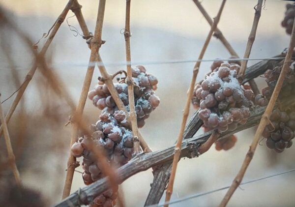 Vin JIDVEI Eiswein dulce de gheata la culegere la crama, livrare usa